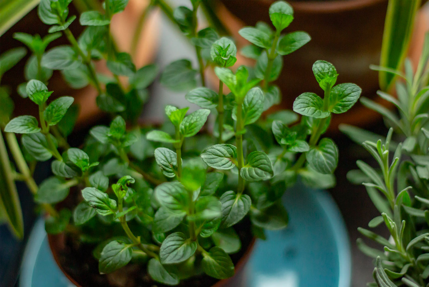 Tips for growing a herb garden