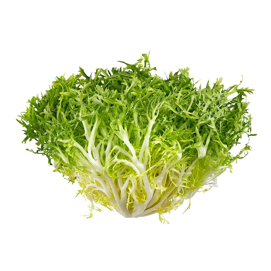 Frisee Lettuce